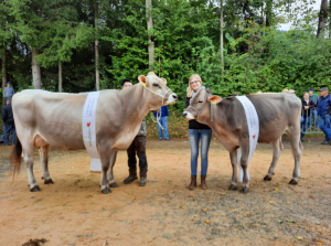 champion bs und rind